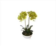 Buy 50cm Dual Butterfly Orchid - Cream