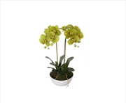 Buy 50cm Dual Butterfly Orchid - Cream