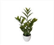 Buy 60cm Potted Zanzibar