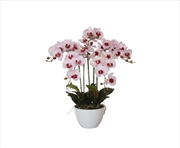 Buy 66cm Multi Butterfly Orchid - Pink