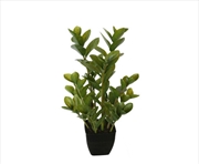 Buy 72cm Potted Multi Stem Zanziba
