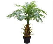 Buy 80cm Phoenix Palm