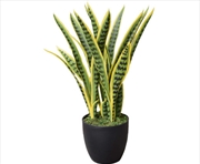 Buy Faux Mother In Law Tongue / Yellow Tongue UV Resistant 60CM