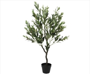 Buy Olive Tree With Olives 125cm