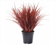 Buy Ornamental Potted Dense Burgundy Grass 38 cm