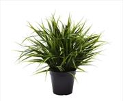 Buy Ornamental Potted Dense Green Grass 38cm