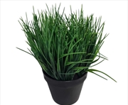 Buy Ornamental Potted Dense Green Grass UV Resistant 30cm