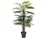 Buy Philodendron 140cm