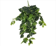 Buy Philodendron Hanging Bush 73cm