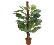 Buy Pond Leaf Plant 110cm