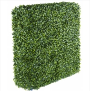 Buy Portable Jasmine Hedge Plant UV Resistant 75cm x 75cm