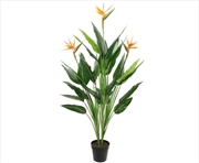 Buy Potted 150cm Bird Of Paradise