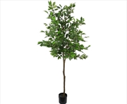 Buy Potted Ficus Tree 160cm