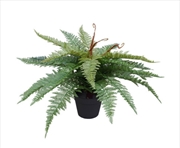 Buy Potted Fishtail Fern 55cm