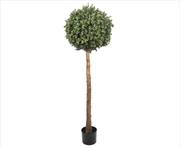 Buy Single Ball Topiary Tree 150cm