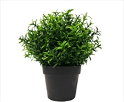 Buy Small Potted Bright Rosemary Herb Plant 20cm