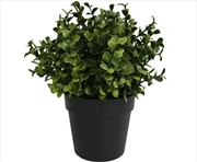 Buy Small Potted Buxus Plant UV Resistant 20cm