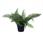 Buy Small Potted Dark Green Fern Plant UV Resistant 20cm