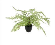 Buy Small Potted Fern 35cm