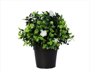 Buy Small Potted Flowering Boxwood Plant UV Resistant 20cm