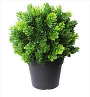 Buy Small Potted Flowering Hop Plant UV Resistant 20cm
