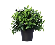 Buy Small Potted Jasmine Plant Uv Resistant 20cm