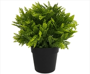 Buy Small Potted Mimosa Fern Uv Resistant 20cm