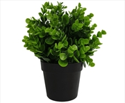 Buy Small Potted Peperomia Plant UV Resistant 20cm