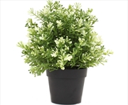 Buy Small Potted White Jade Plant UV Resistant 20cm