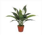 Buy Spathiphyllum Peace Lily Plant with White Flowers 60cm