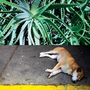 Buy All The Things That Happen