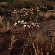 Buy Fundamental Nature Of Being P2