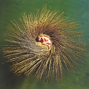 Buy Ovo- Millennium Show