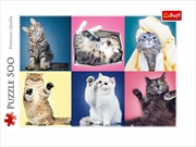 Buy Kittens 500 Piece
