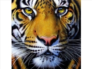 Buy Golden Tiger Face 1000 Piece