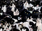 Buy Study In Black And White 1000 Piece