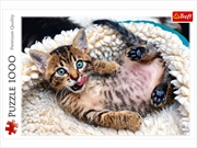 Buy Cheerful Kitten 1000 Piece