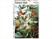 Buy Haeckel, Hummingbirds 1000 Piece