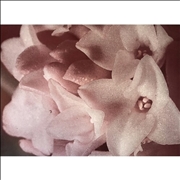 Buy Masonna Vs Banamara