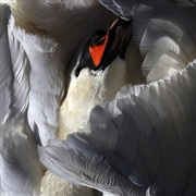 Buy Even The Chimera