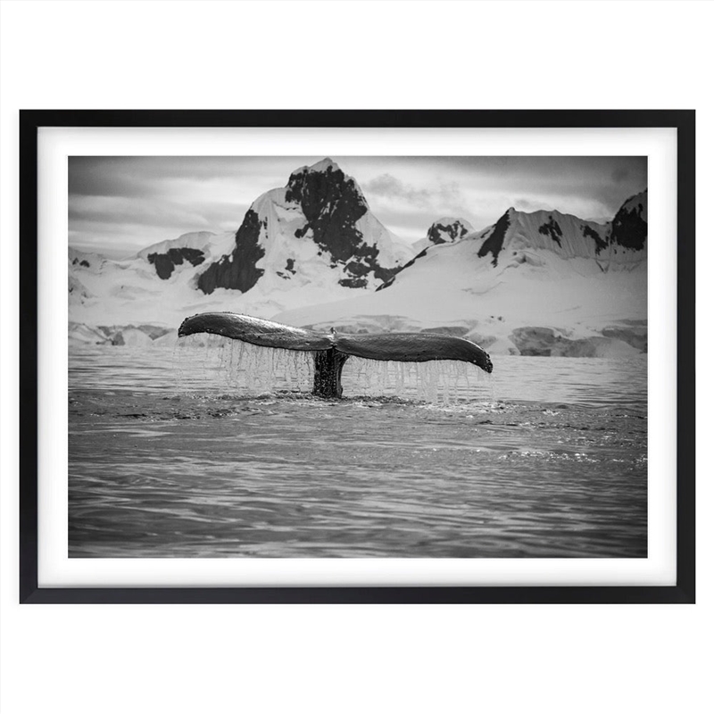 Wall Art's Artic Whale Large 105cm x 81cm Framed A1 Art Print/Product Detail/Posters & Prints