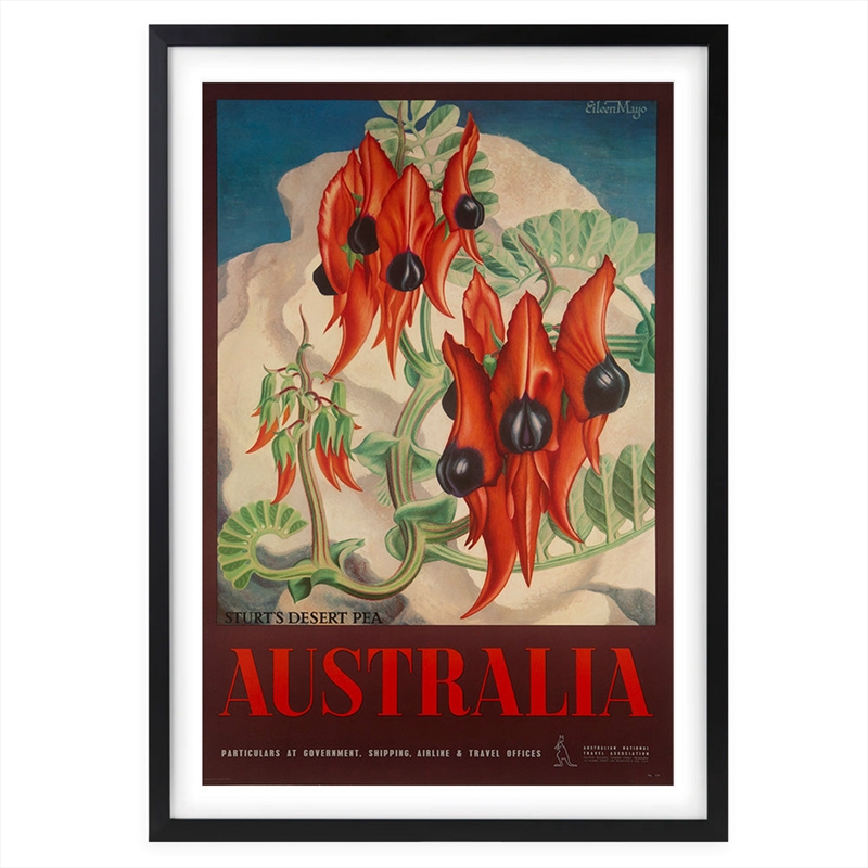 Wall Art's Australia Sturts Desert Pea Large 105cm x 81cm Framed A1 Art Print/Product Detail/Posters & Prints
