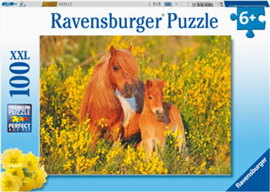 Shetland Ponies 100 Piece/Product Detail/Jigsaw Puzzles