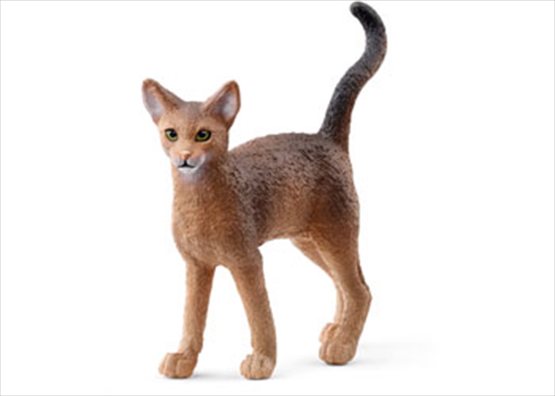 Abyssinian Cat/Product Detail/Toys