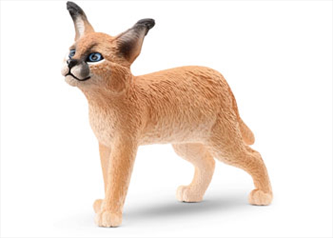 Caracal Baby/Product Detail/Toys