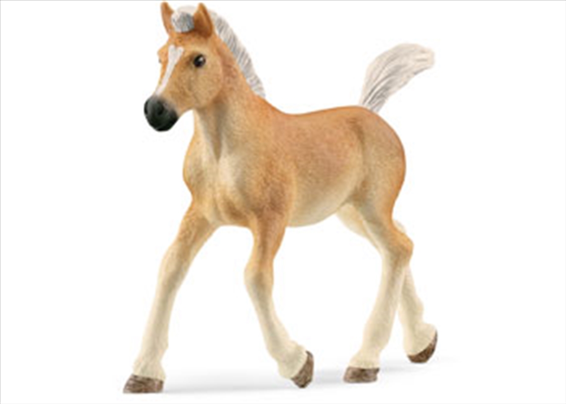 Haflinger Foal/Product Detail/Toys