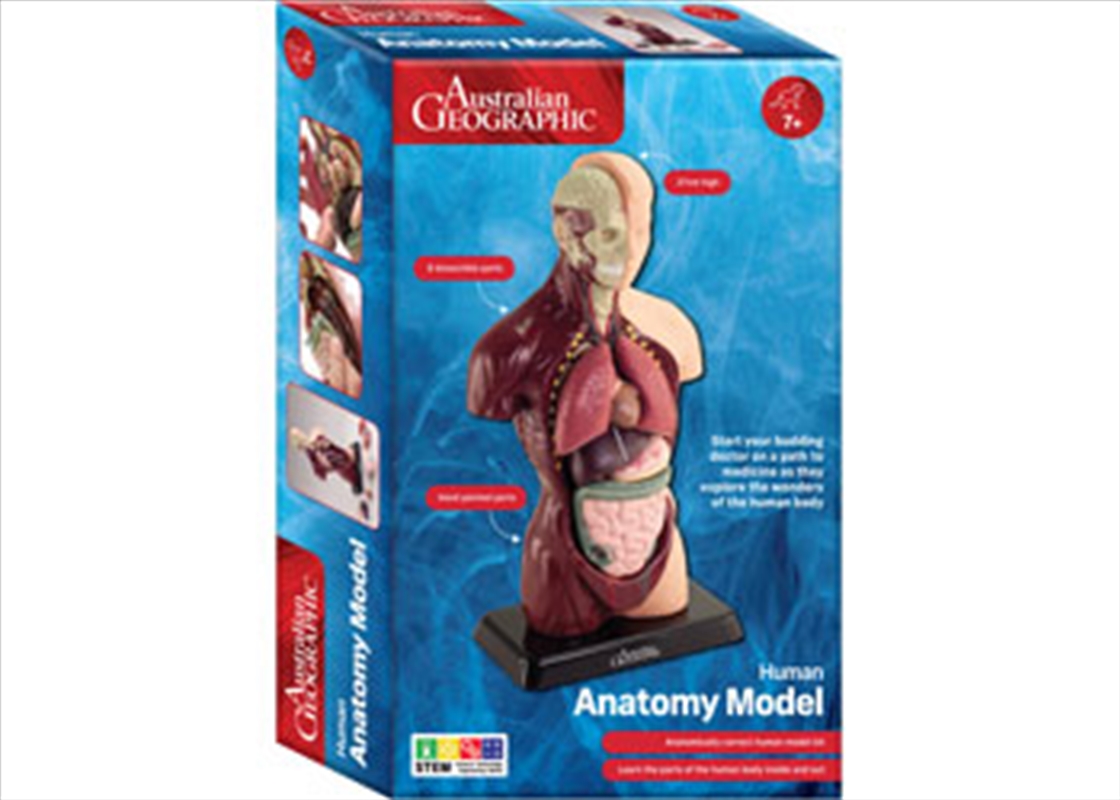 Human Anatomy Model 27cm 8pc/Product Detail/Toys