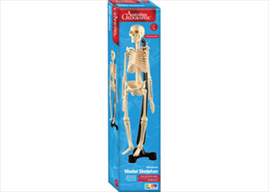 Mini-Skeleton 46cm/Product Detail/Toys