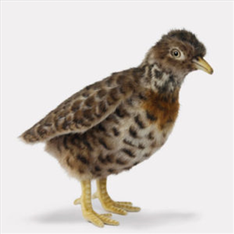 Plains Wanderer 19cm H/Product Detail/Plush Toys