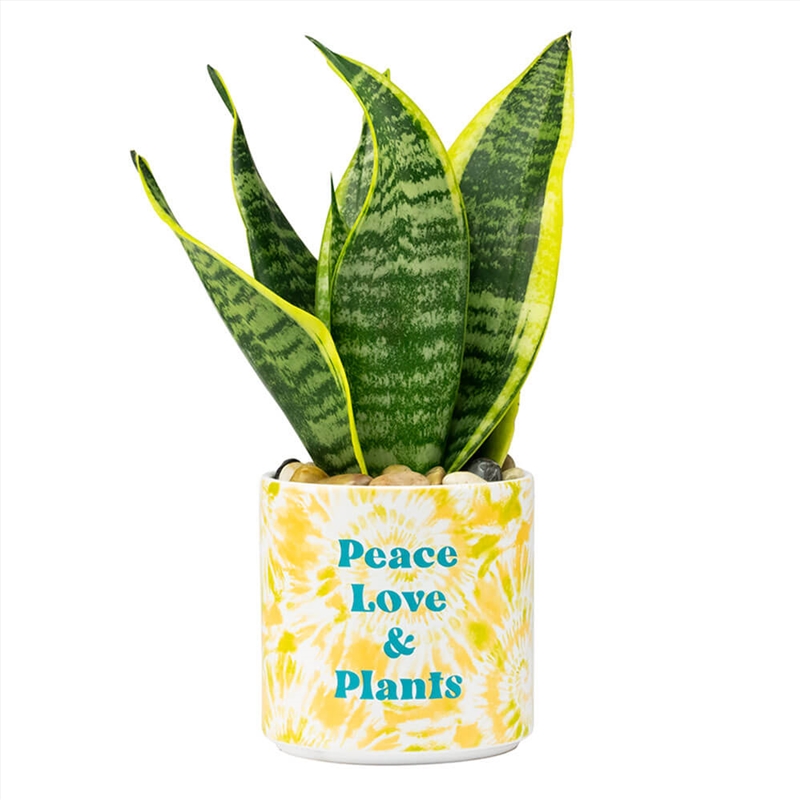 Tie Dye Planter Medium: Peace Love & Plants/Product Detail/Homewares